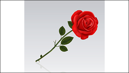 Single red roses vector material