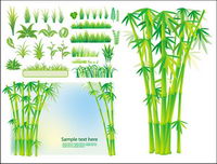 Vector bamboo grass plant		
