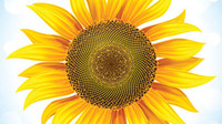 Sunflower 05 - vector 