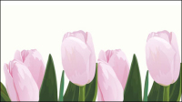 Pink tulips vector material
