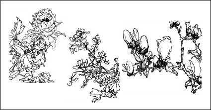 wisteria, peach, Hydrangea, Begonia