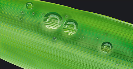 water on the Leaves vector material-1